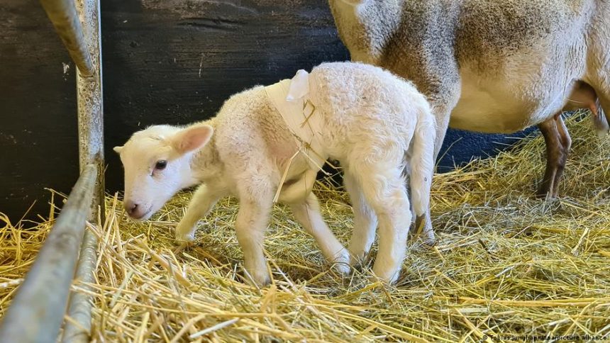 حالة نادرة.. ولادة "نعجة" بستة أرجل في ألمانيا