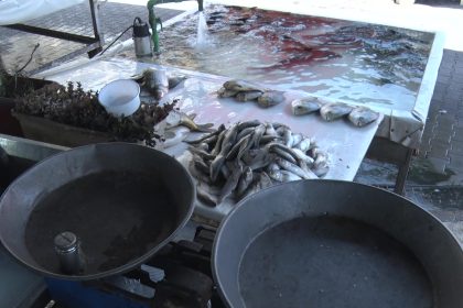 سوق السمك يشهد ارتفاعا ملحوظا في الاسعار ومربو الاسماك يشكون الجفاف وارتفاع اسعار الاعلاف