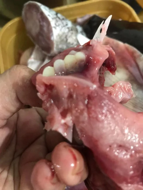 كانت تحضرها للطعام.. سيدة فلبينية تعثر على أسنان بشرية بسمكة الشبوط