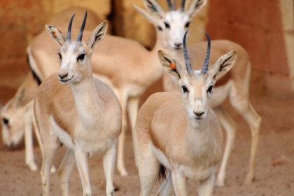 ابرزها غزال الريم والبلبل الأبيض.. مرصد يحدد ٥ حيوانات مهددة بالانقراض في العراق
