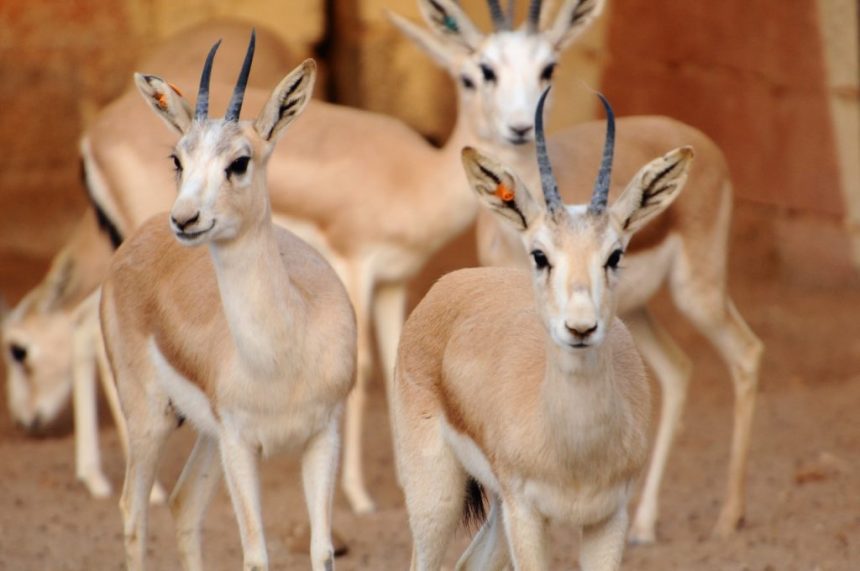 ابرزها غزال الريم والبلبل الأبيض.. مرصد يحدد ٥ حيوانات مهددة بالانقراض في العراق