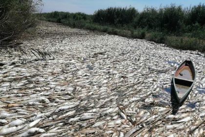 بسبب شح المياه.. نفوق كميات من الأسماك في هور الدلمج