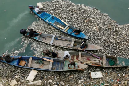 يونامي: 400 مليون دولار خسائر العراق من الثروة السمكية سنوياً