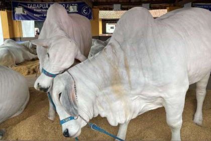 الزراعة ترد على جنوب أفريقيا وتؤكد سلامة المواشي المستوردة من البرازيل