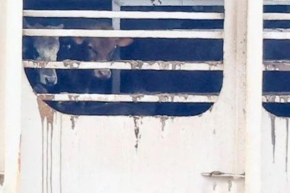 الزراعة: جميع المواشي على متن السفينة الكويتية خالية من أي أمراض وبائية