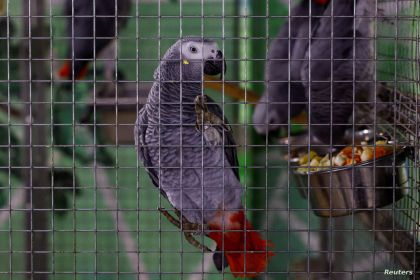 "حمى الببغاء" تنتشر في أوروبا وتقتل 5 ومنظمة الصحة تحذر