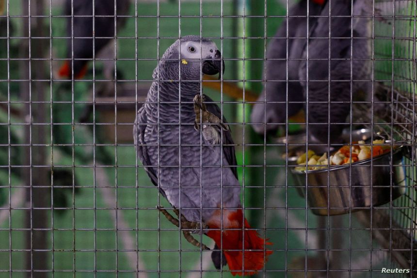 "حمى الببغاء" تنتشر في أوروبا وتقتل 5 ومنظمة الصحة تحذر