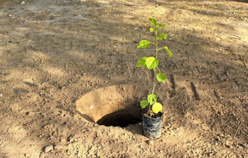 العراق يستعين بشتلات تتحمل الجفاف والملوحة ويعلن عن 11 غابة واعدة