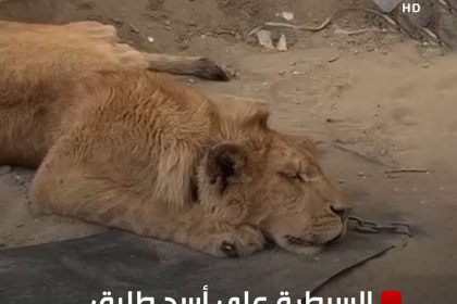 شرطة الكرخ تسيطر على أسد طليق في إحدى الدور السكنية بمنطقة اليرموك