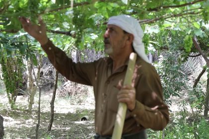 بابل.. فلاحون يشكون انعدام آليات مكافحة الآفات الزراعية ويطالبون بالبدائل