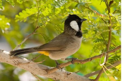 بينها كلب الماء والبلبل أبيض الخدين.. 12 حيوانا مهددا بالانقراض في العراق بسبب التغيرات المناخية