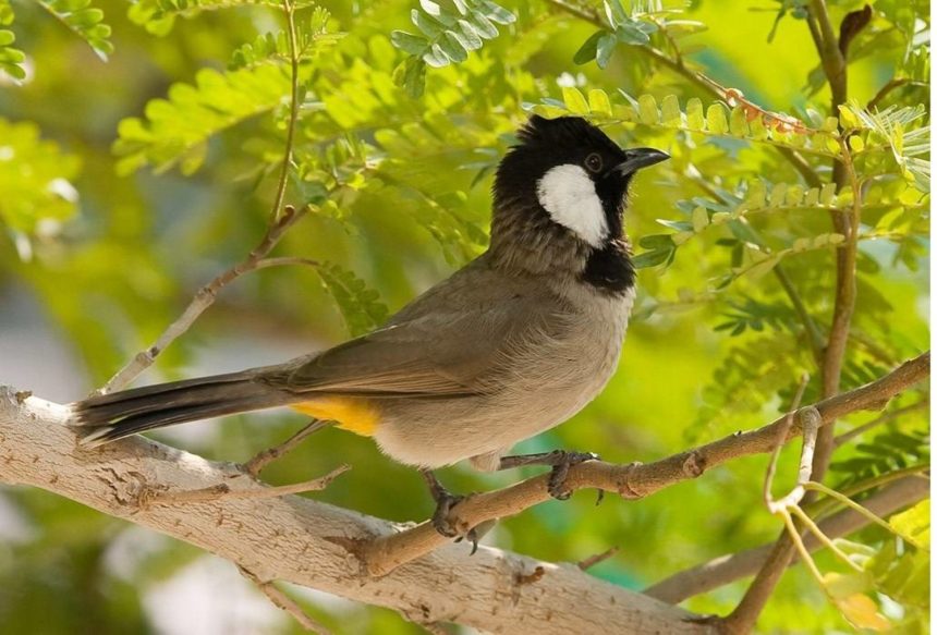 بينها كلب الماء والبلبل أبيض الخدين.. 12 حيوانا مهددا بالانقراض في العراق بسبب التغيرات المناخية
