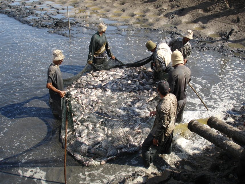 الأمم المتحدة: الاحترار العالمي سيقلل موارد الثروة السمكية في العالم