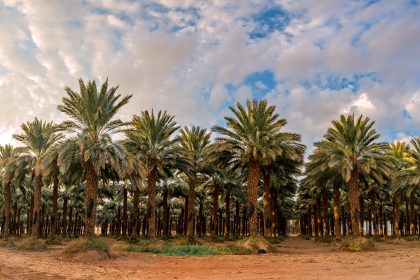 بـ(22) مليون نخلة.. العراق يحتل المركز الأول عالمياً بعدد النخيل