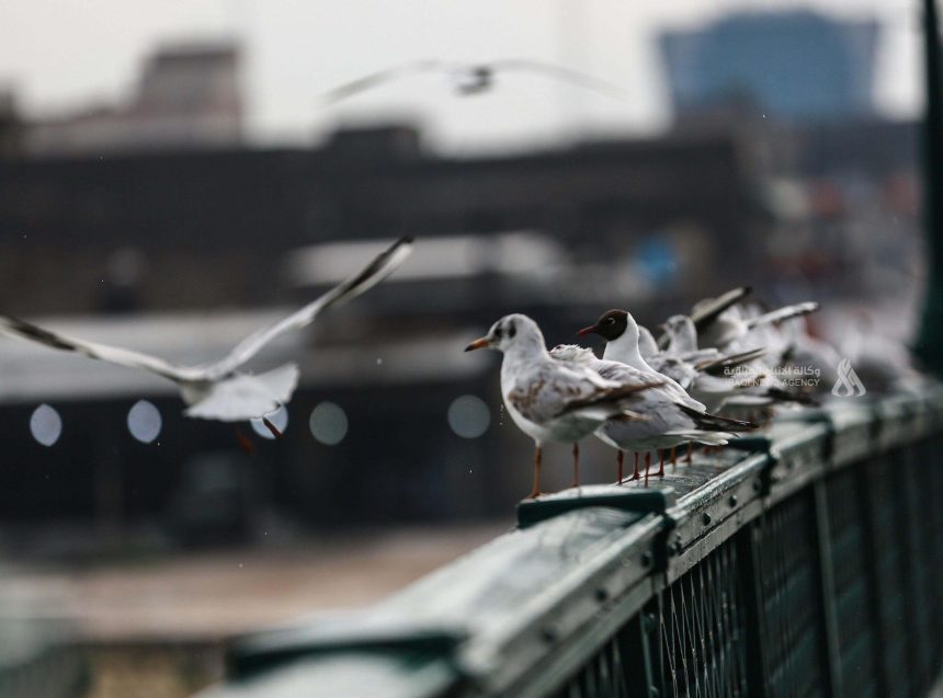 الأنواء الجوية: لا مؤشرات على حدوث عواصف ترابية كثيفة في الساعات المقبلة