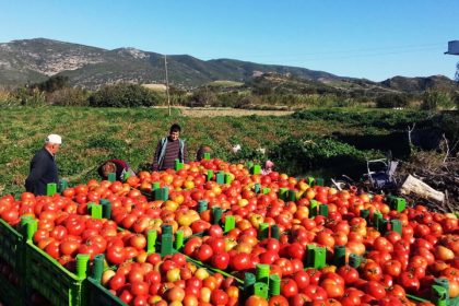 العراق يعلن تصدير 13 محصولاً زراعياً إلى بلدان مختلفة