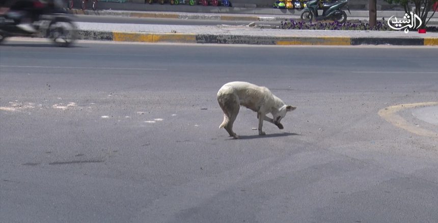 ضحايا الكلاب السائبة في تصاعد.. والدواء الغائب يضاعف حجم المأساة