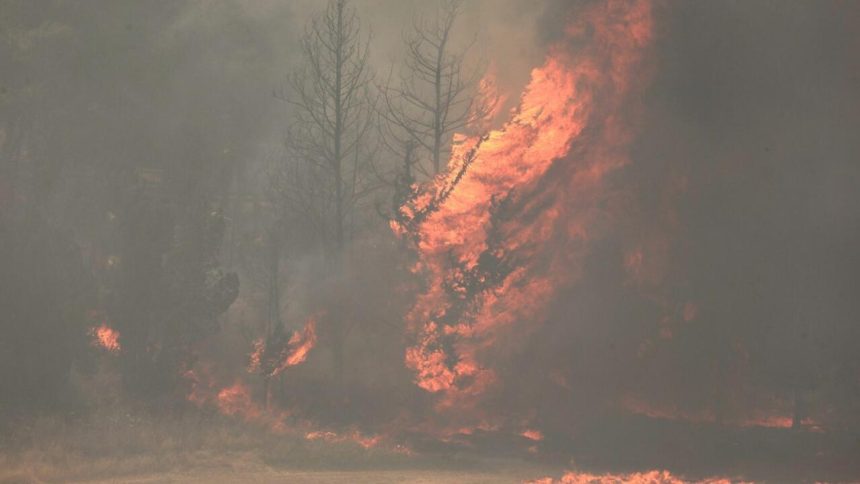 استمرار حرائق الغابات غرب القدس وإخلاء أكثر من 9 مستوطنات