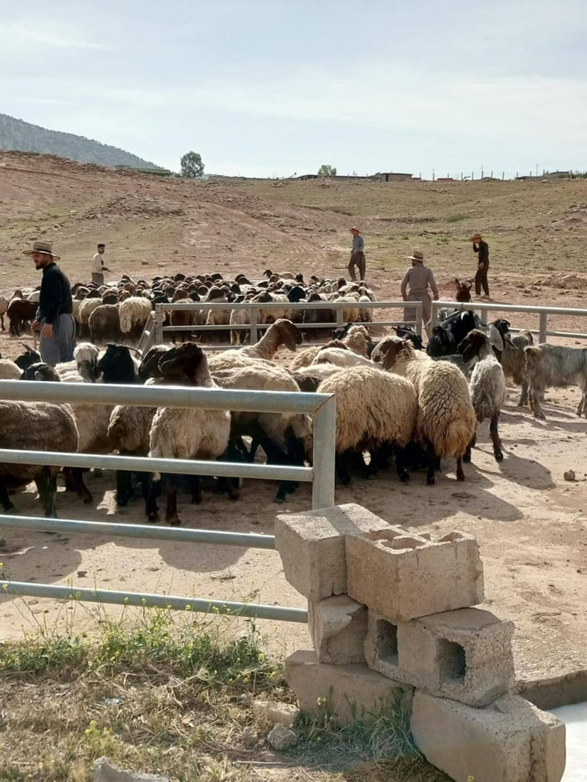 تسجيل أول حالة إصابة بالحمى النزفية في إقليم كردستان