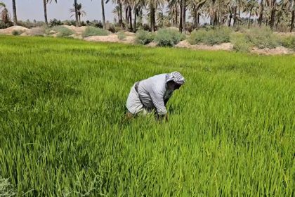 العراق يصدر 300 ألف طن من المحاصيل الزراعية خلال العام الحالي