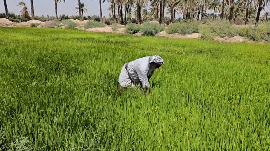 العراق يصدر 300 ألف طن من المحاصيل الزراعية خلال العام الحالي