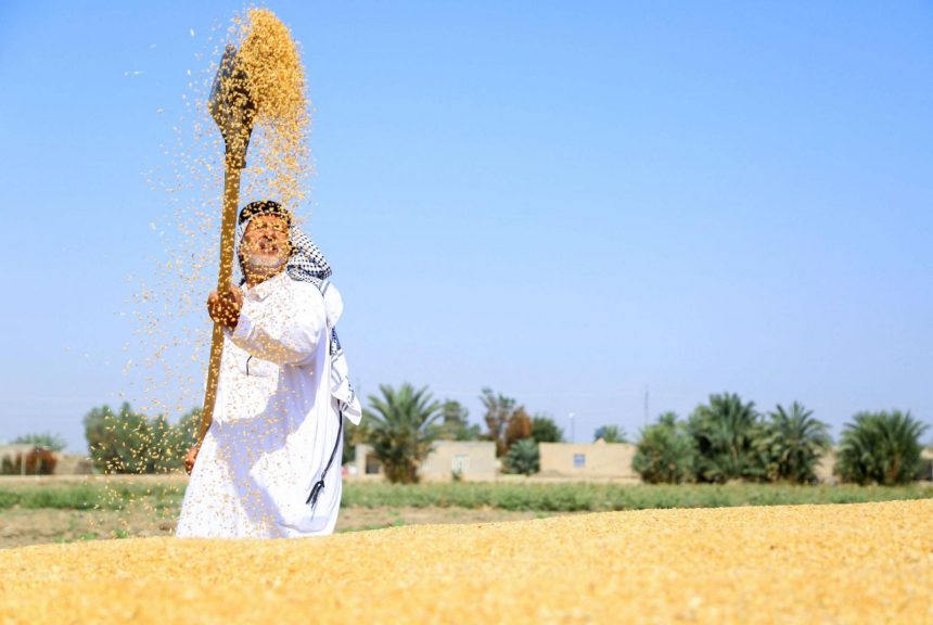 العراق يعلن رسمياً تحقيق الاكتفاء الذاتي من محصول الحنطة