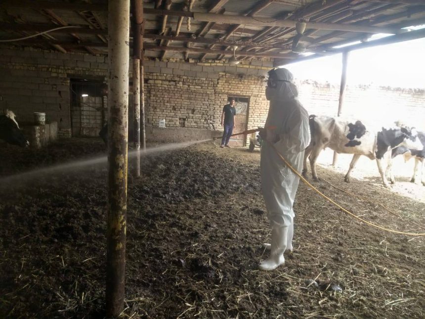 البيطرة تُشدّد إجراءاتها الوقائيَّة قبل عيد الأضحى للحدّ من انتشار الحمى النزفية