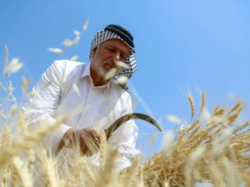 العراق يعلن تسويق (3.4) ملايين طن من الحنطة
