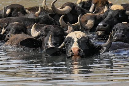 العراق يفقد 500 رأس جاموس بسبب الجفاف ومرصد يؤكد: إطلاقات المياه التركية ليست ذات جدوى