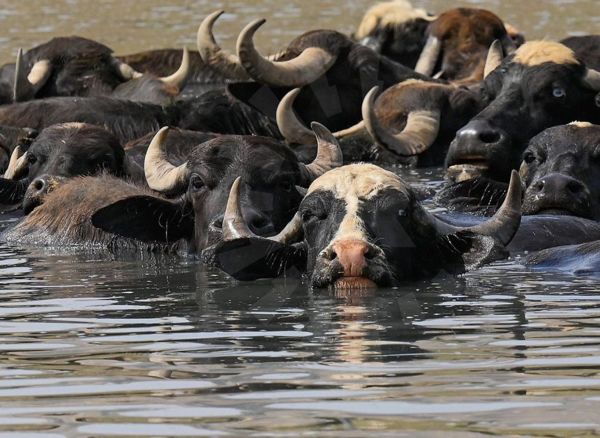العراق يفقد 500 رأس جاموس بسبب الجفاف ومرصد يؤكد: إطلاقات المياه التركية ليست ذات جدوى