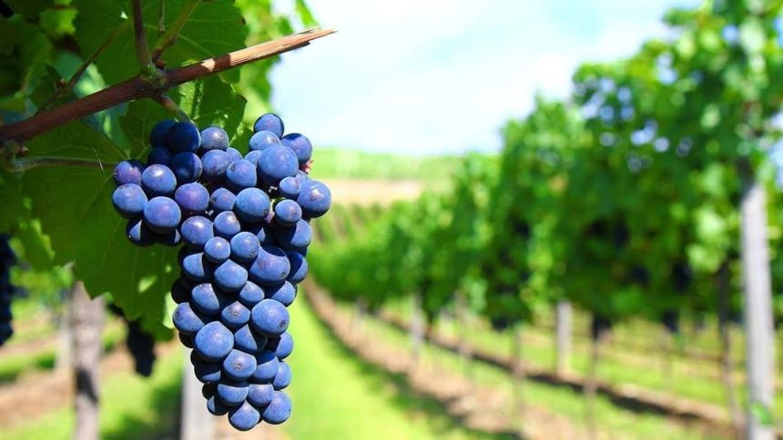 ‏المجلس الوزاري للاقتصاد يوافق على إيقاف استيراد محصولين دعماً للمنتج المحلي‬