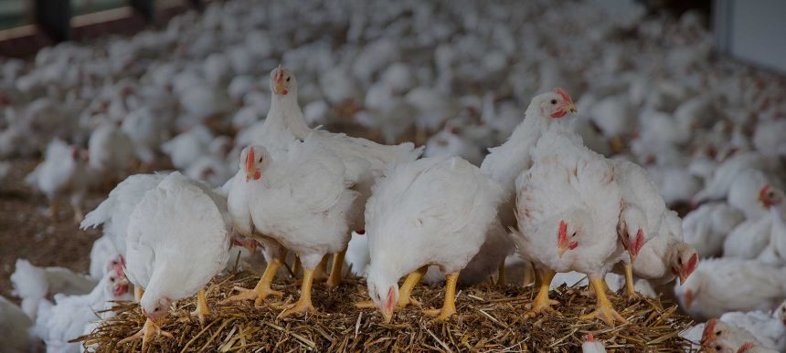 النزاهة تكشف عمليات اختلاسٍ وتلاعب بالشهاداتِ الصحيّة الممنوحة لشركات نقل المواشي والدواجن بنينوى