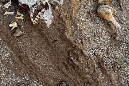 آثار ميسان تعثر على هياكل عظمية بشرية خلال تنفيذ كشف قرب تل الكطان