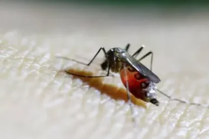 "أجواء كورونا" تطل مجدداً من جنوب الصين.. تفشي فيروس ينقله البعوض