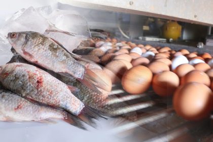 الزراعة: تحقيق الاكتفاء من بيض المائدة والإنتاج السمكي يصل لـ100 ألف طن سنوياً