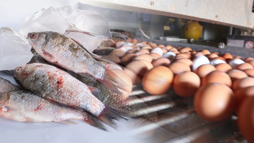 الزراعة: تحقيق الاكتفاء من بيض المائدة والإنتاج السمكي يصل لـ100 ألف طن سنوياً