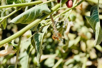 العراق يشكل فرقاً أمنية للحدّ من انتشار نبتة (الداتورا) المخدرة