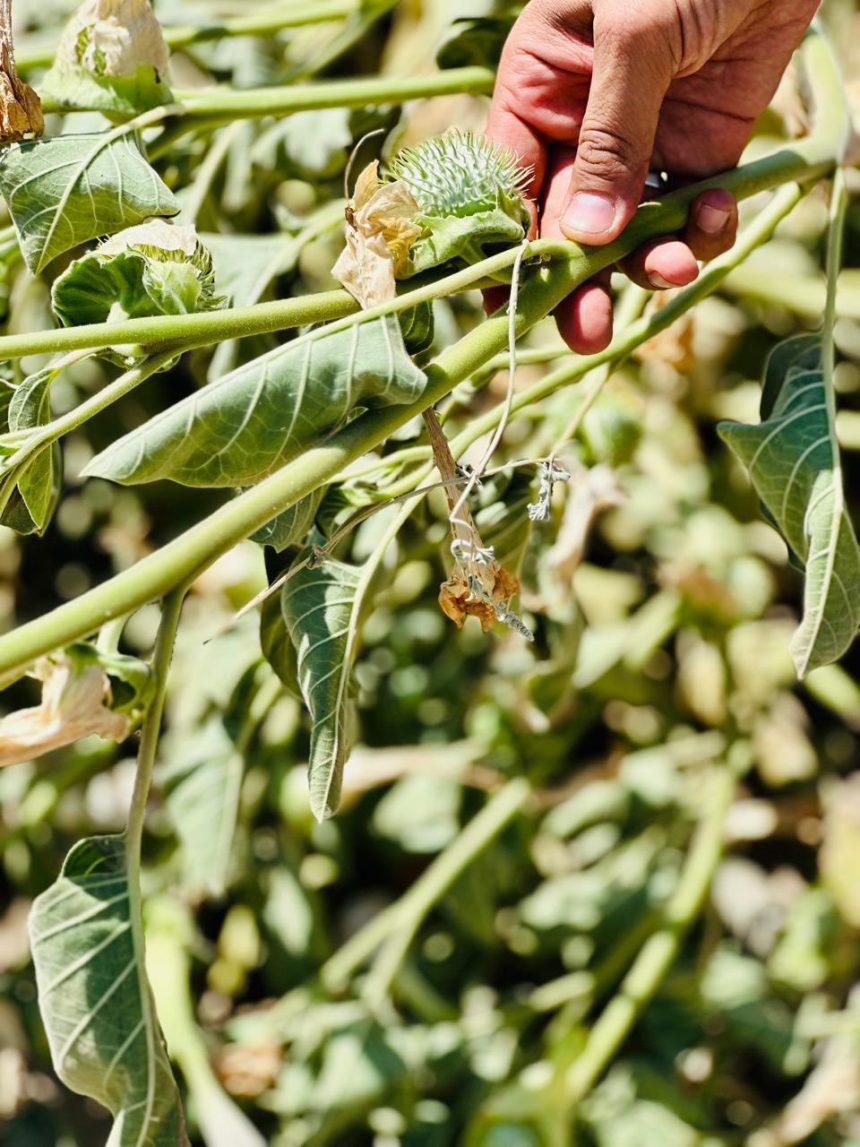 العراق يشكل فرقاً أمنية للحدّ من انتشار نبتة (الداتورا) المخدرة