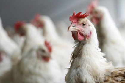 العراق يمنع استيراد الدواجن من 39 دولة بسبب إنفلونزا الطيور