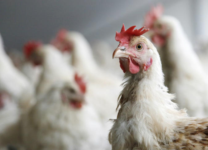 العراق يمنع استيراد الدواجن من 39 دولة بسبب إنفلونزا الطيور