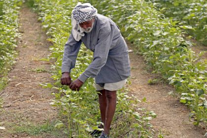 العراق يقر الخطة الشتوية لزراعة (3,5) ملايين دونم بالاعتماد على الآبار