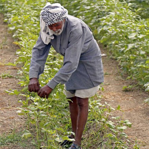 العراق يقر الخطة الشتوية لزراعة (3,5) ملايين دونم بالاعتماد على الآبار