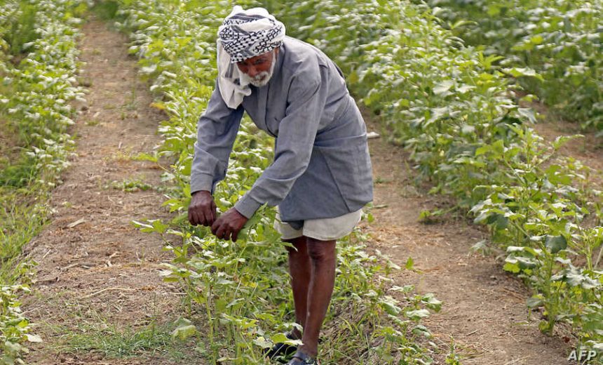 العراق يقر الخطة الشتوية لزراعة (3,5) ملايين دونم بالاعتماد على الآبار