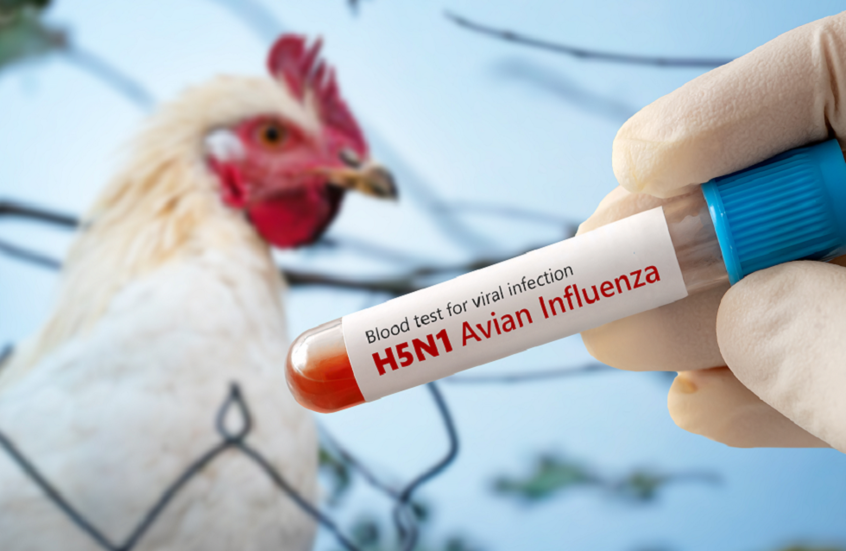وزير ألماني يدق ناقوس الخطر: ارتفاع سريع لإصابات إنفلونزا الطيور
