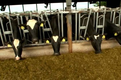 الزراعة تنفي تخصيص 60 مليار دينار لشراء الأعلاف