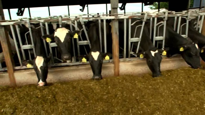 الزراعة تنفي تخصيص 60 مليار دينار لشراء الأعلاف