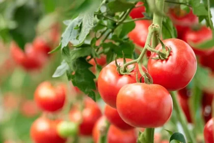 العراق يمنع استيراد محاصيل "الطماطم واللهانة والقرنابيط والخس والشلغم والشوندر" لوفرة إنتاجها محلياً