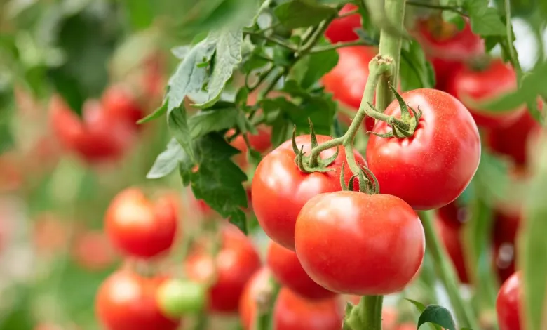 العراق يمنع استيراد محاصيل "الطماطم واللهانة والقرنابيط والخس والشلغم والشوندر" لوفرة إنتاجها محلياً