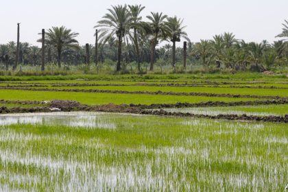 العراق يعلن تنفيذ مشروع "الزراعة بدون حراثة" لإدارة المياه ومواجهة التغيرات المناخية