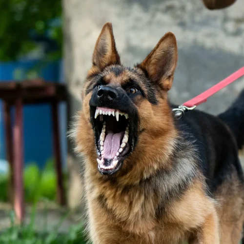 بعد وفاة شاب في بغداد.. الصحة تحذر: داء الكلب مرض فيروسي قاتل ولقاحاته متوفرة